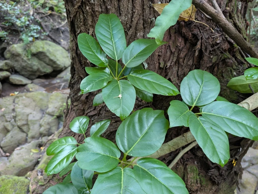 Schefflera Actinophylla