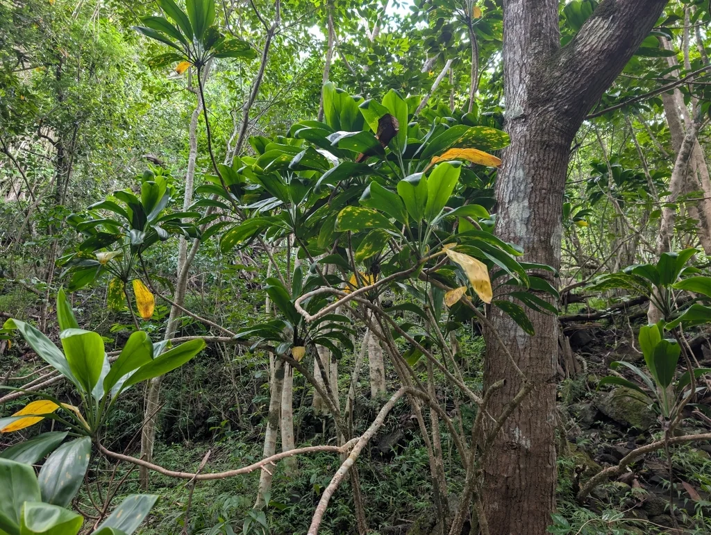 Cordyline fruticosa