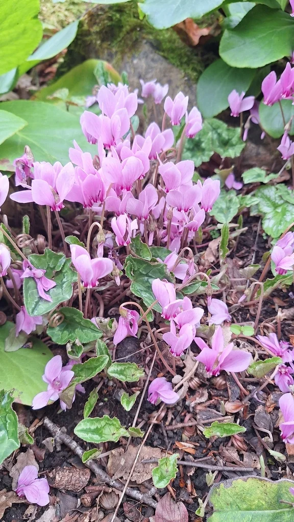 Cyclamen Hederifolium