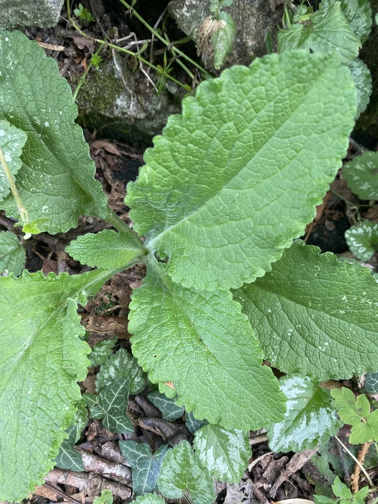 Digitalis Purpurea