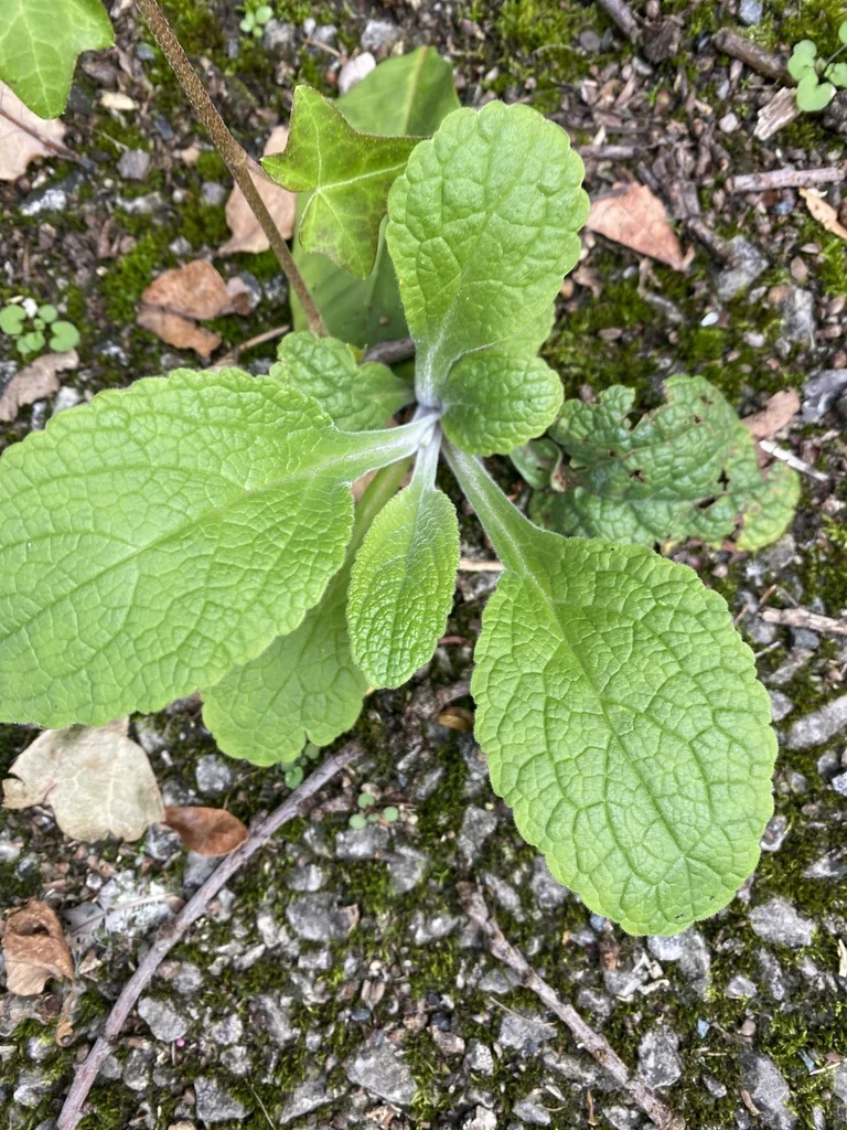 Digitalis Purpurea