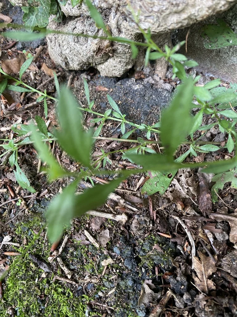 Erigeron Karvinskianus