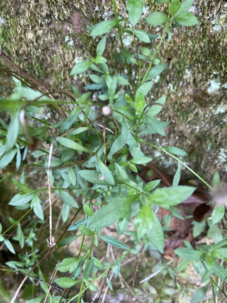 Erigeron Karvinskianus