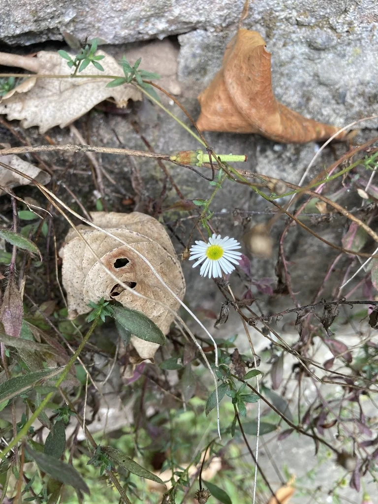 Erigeron Karvinskianus