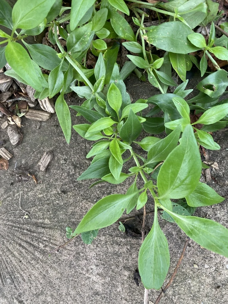Centranthus Ruber