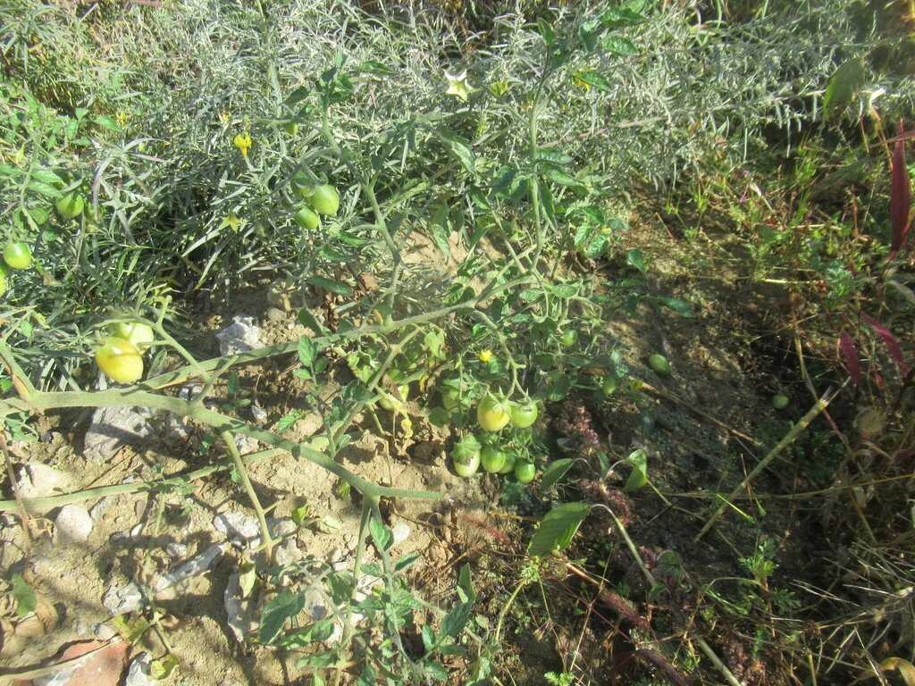 Solanum lycopersicum