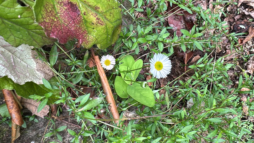 Erigeron Karvinskianus