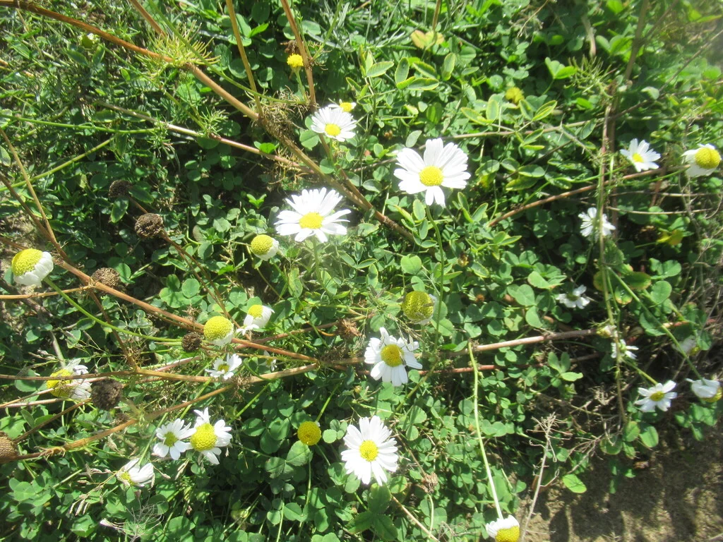 Matricaria Recutita