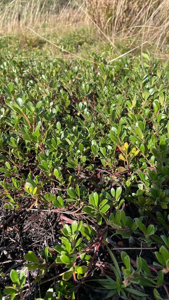 Arctostaphylos Uva-Ursi