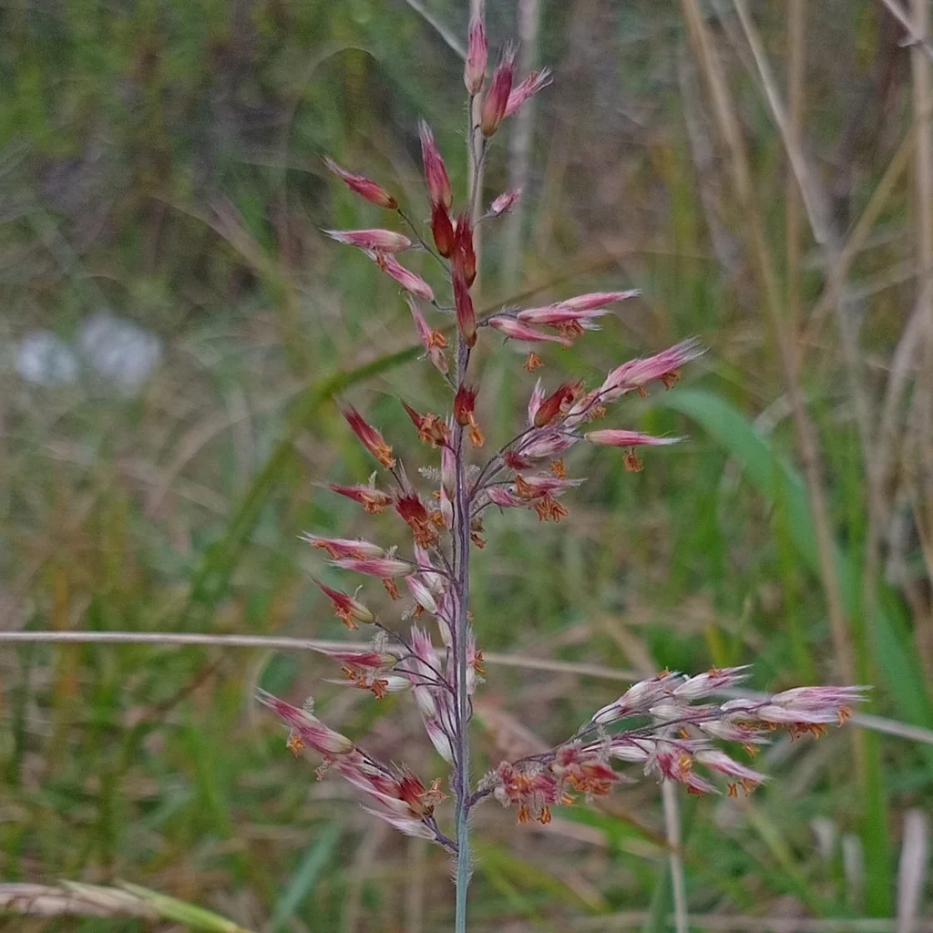 Melinis Nerviglumis