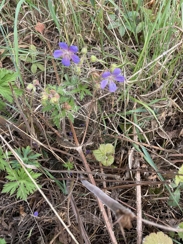 Geranium pratense