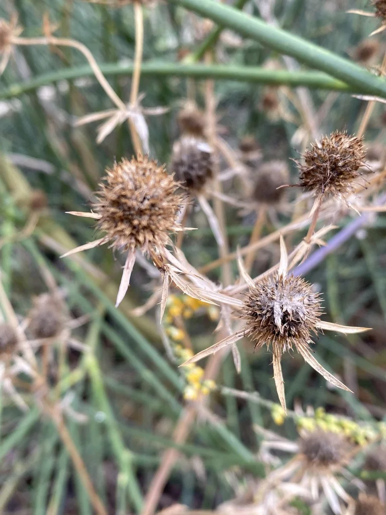 Eryngium Planum