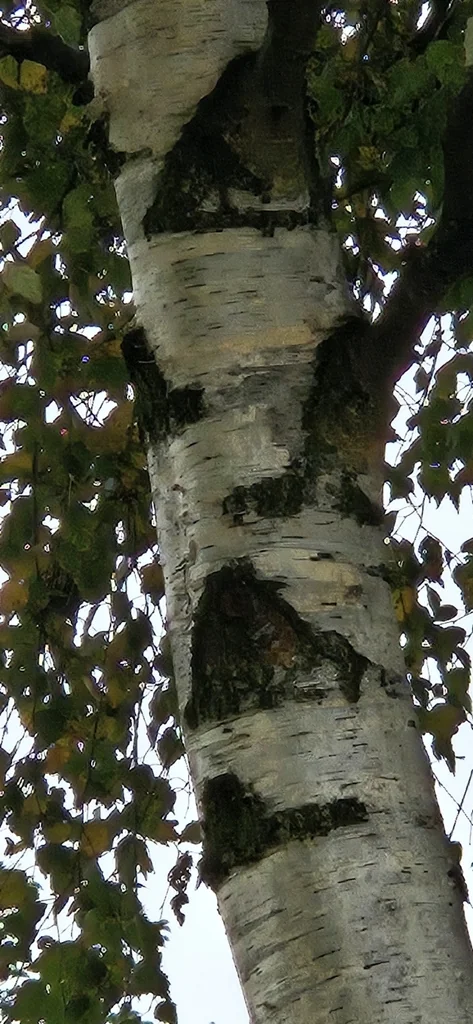 Betula Pendula