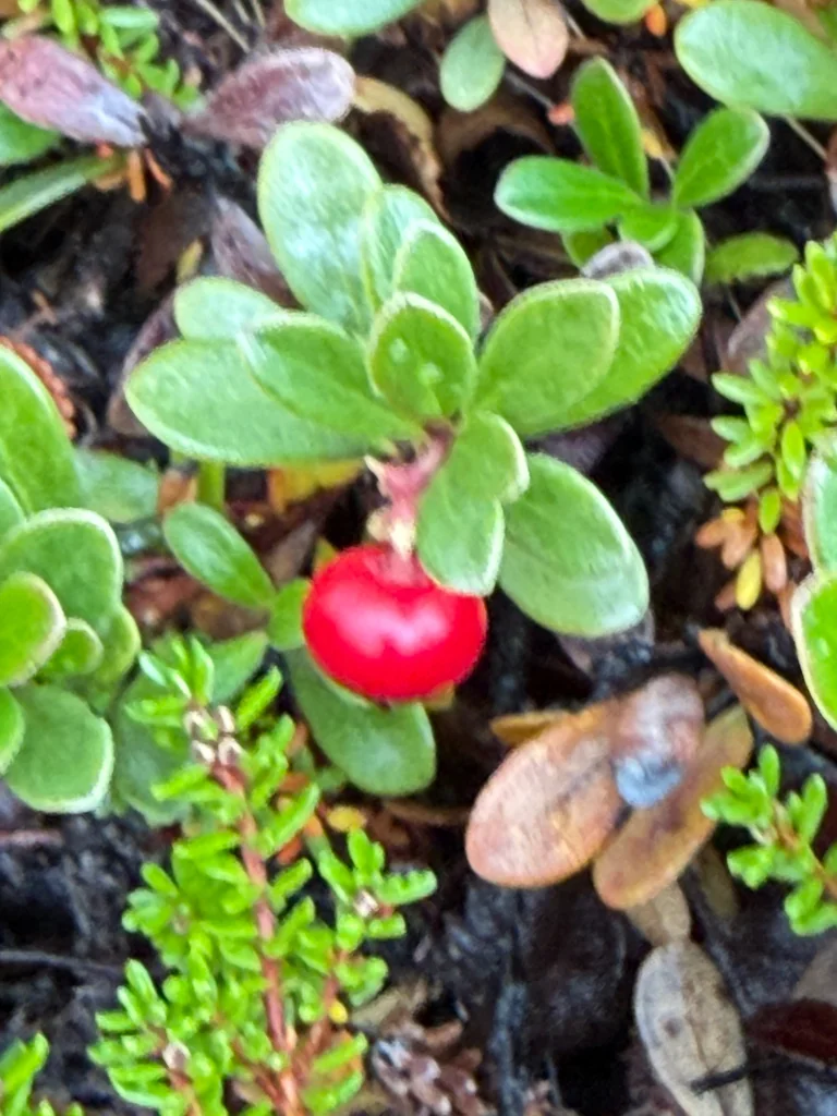 Arctostaphylos Uva-Ursi