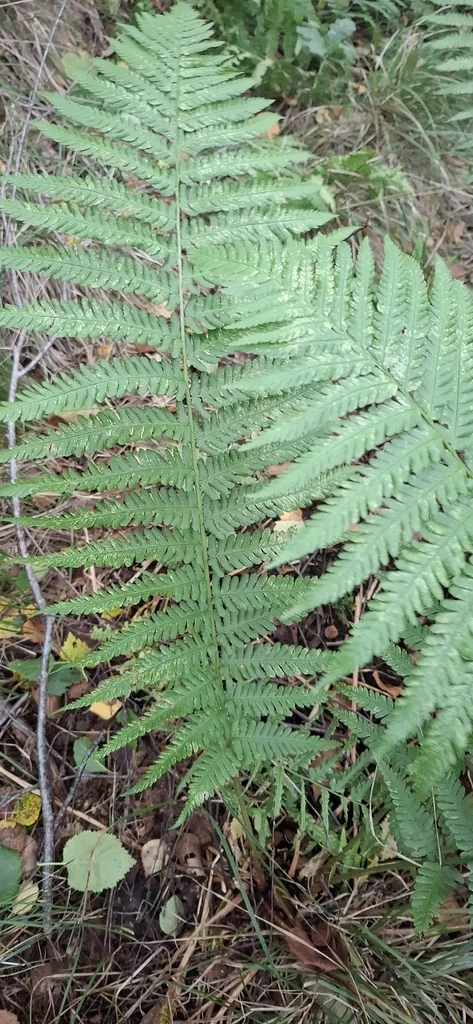 Athyrium filix-femina
