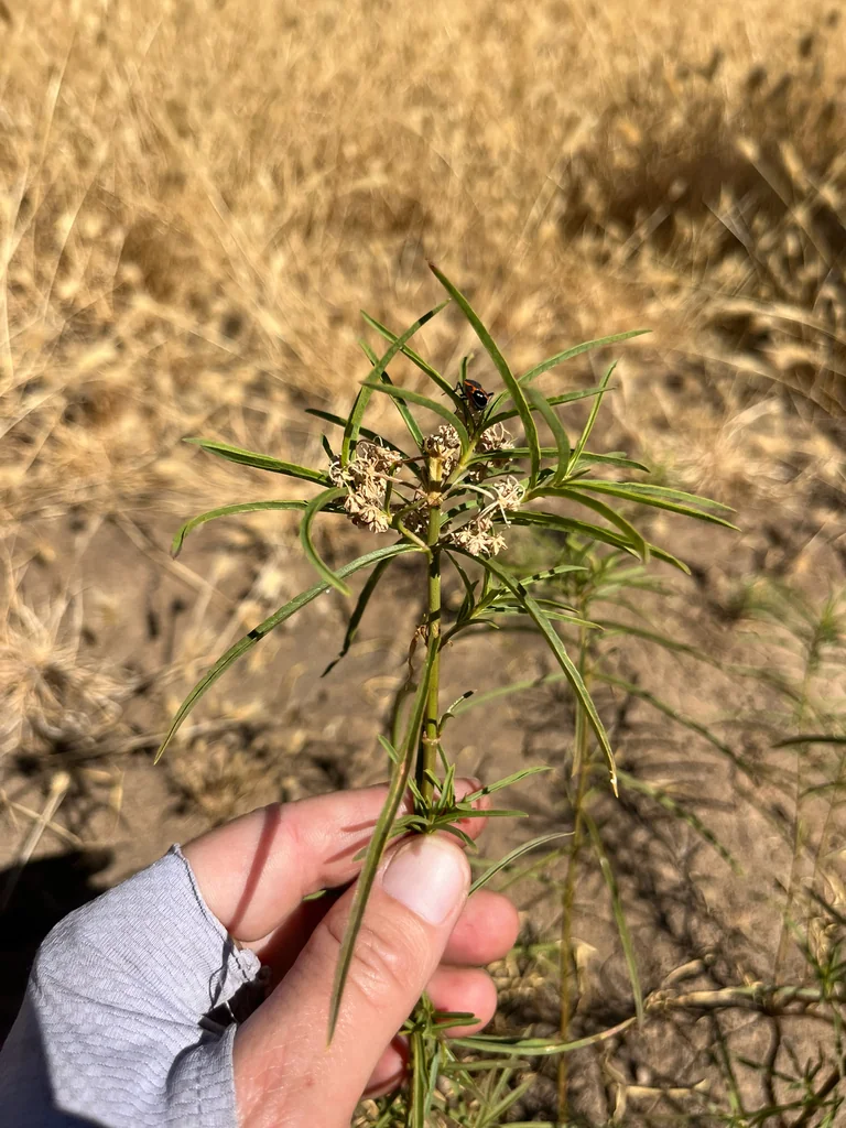 Asclepias Fascicularis