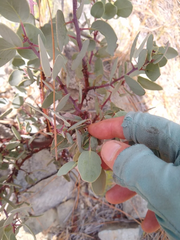 Arctostaphylos Viscida