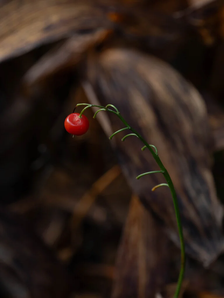 Convallaria Majalis