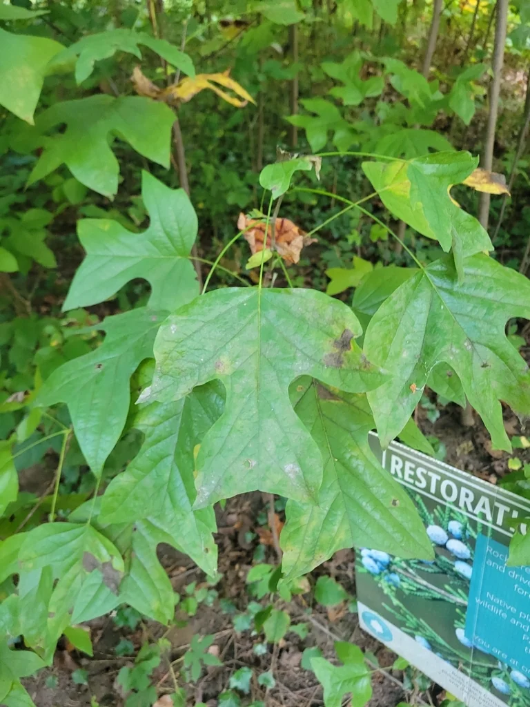Liriodendron Tulipifera