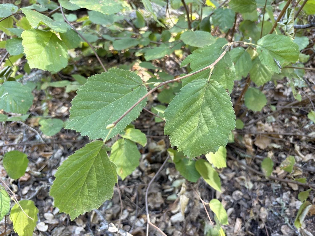 Corylus Cornuta