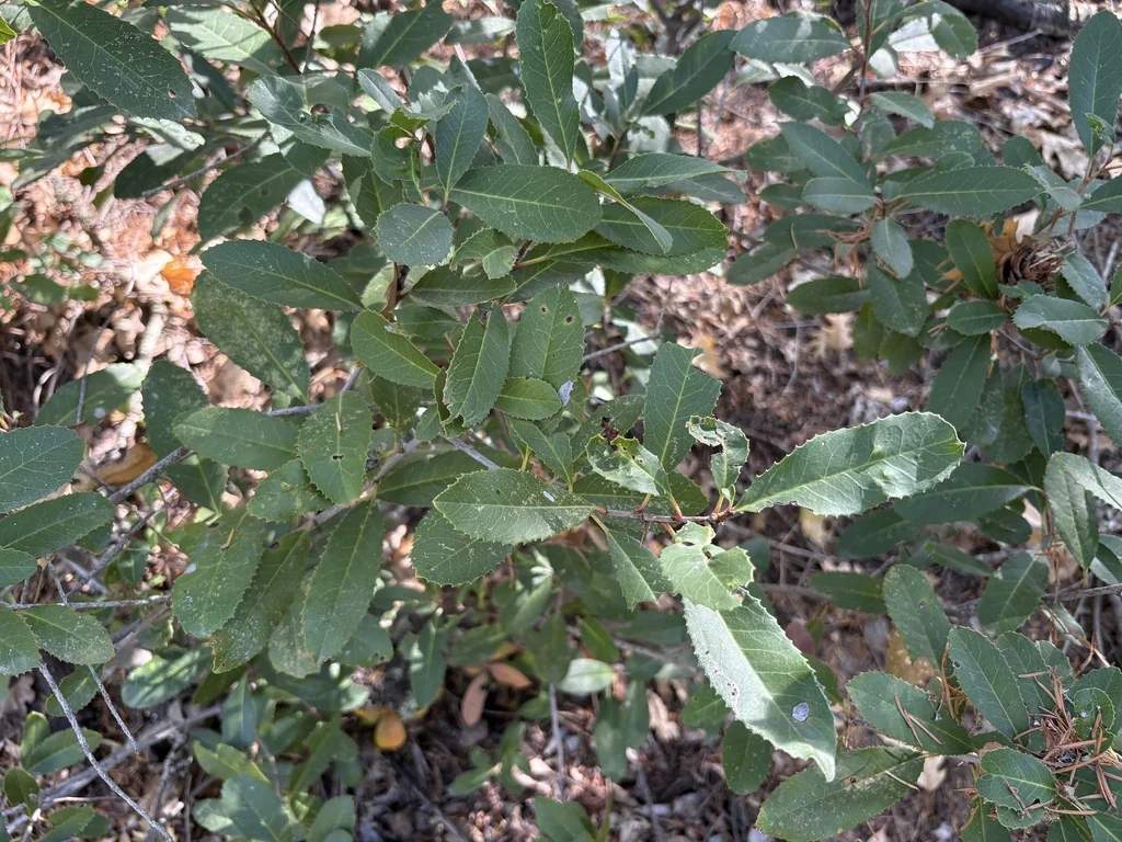 Heteromeles Arbutifolia