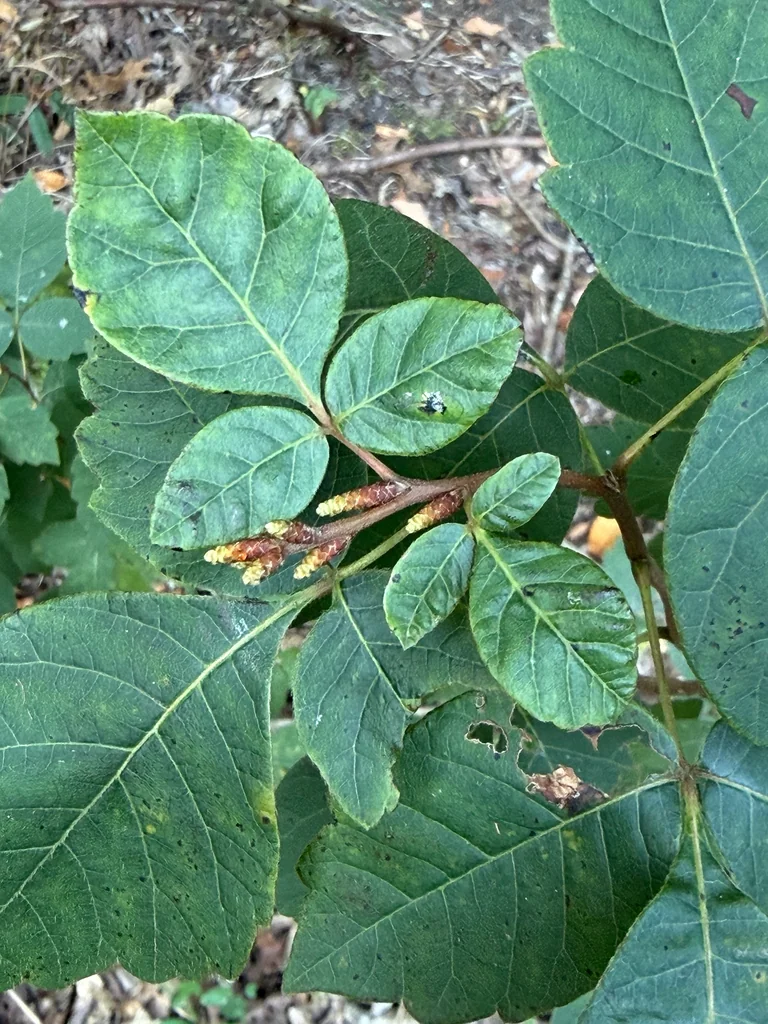 Rhus Aromatica