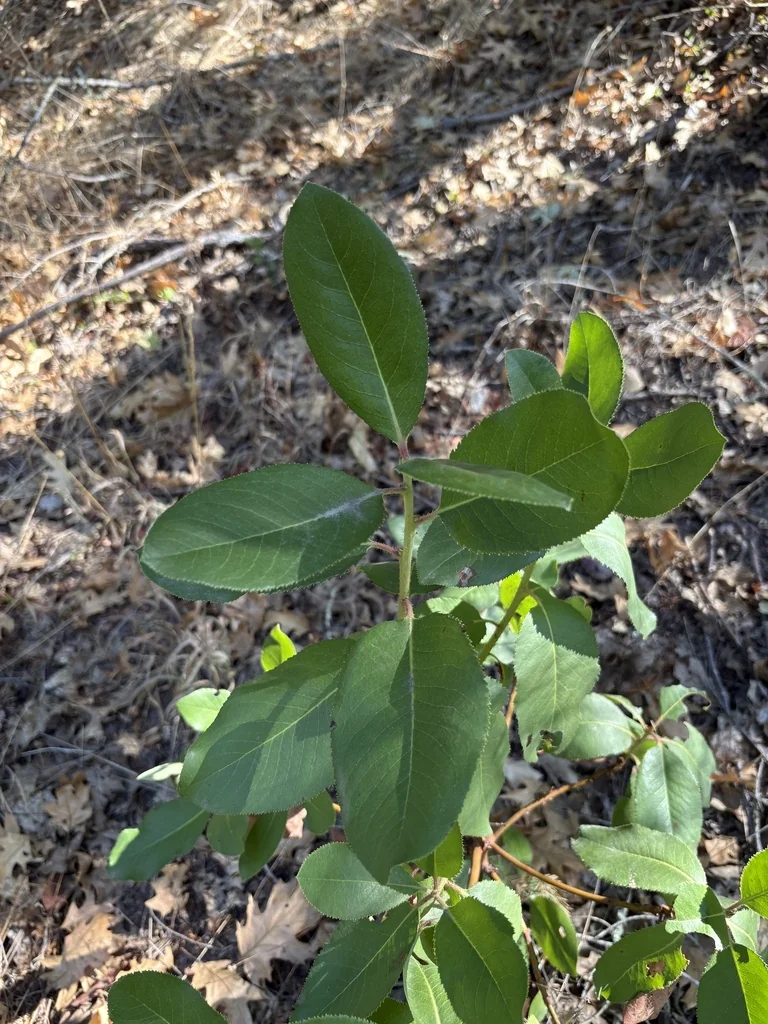 Arbutus Menziesii