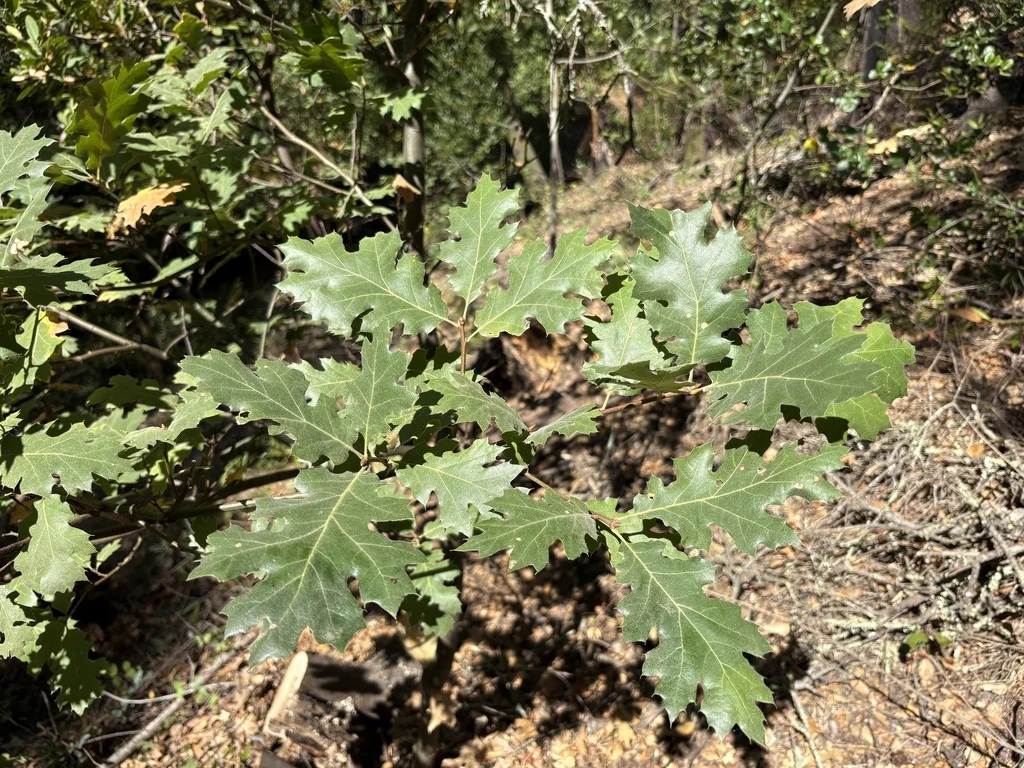 Quercus Kelloggii