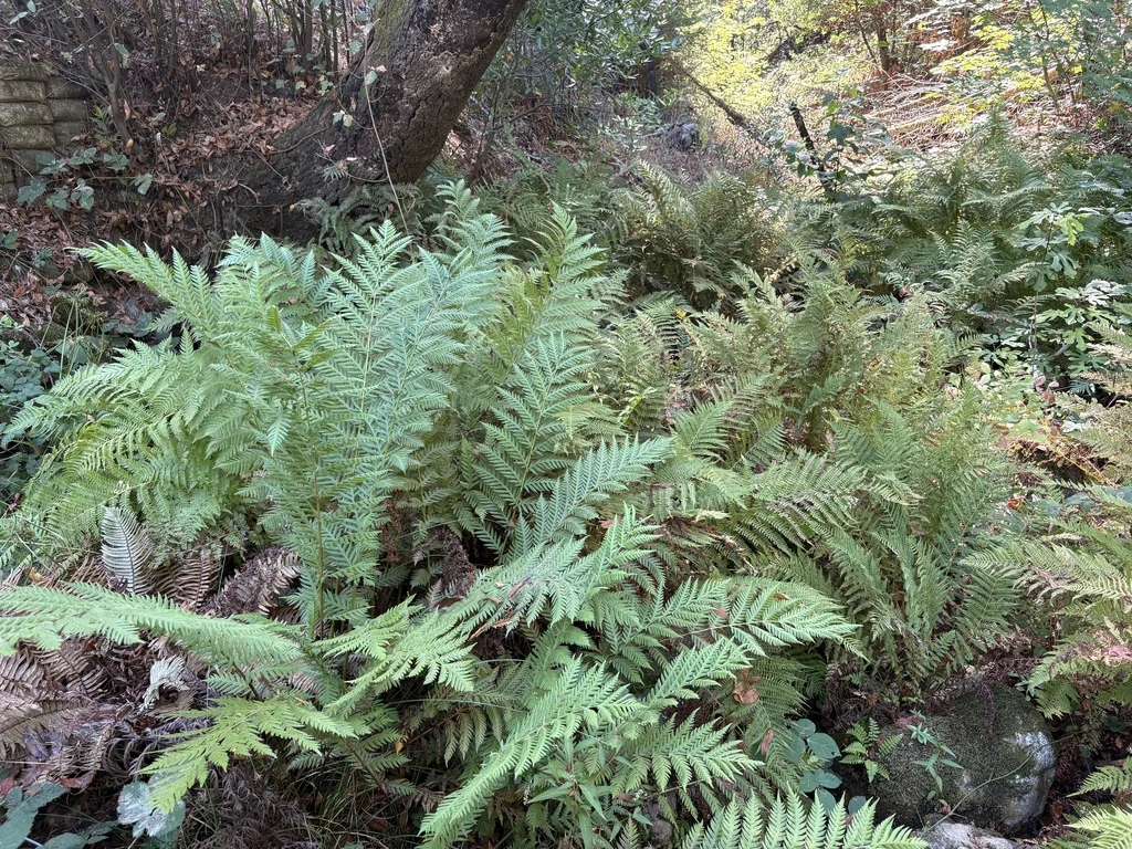 Woodwardia Fimbriata