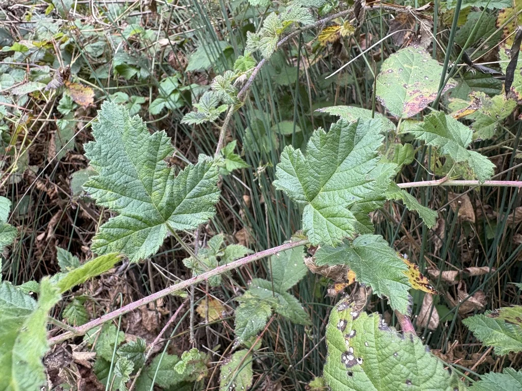 Rubus Ursinus