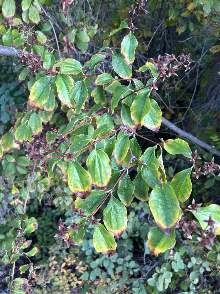 Philadelphus Lewisii