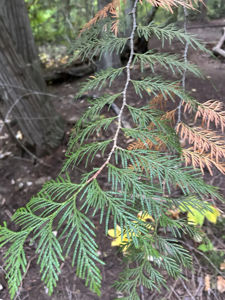 Thuja plicata