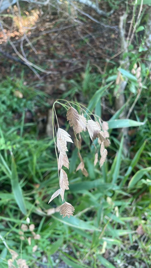 Chasmanthium Latifolium