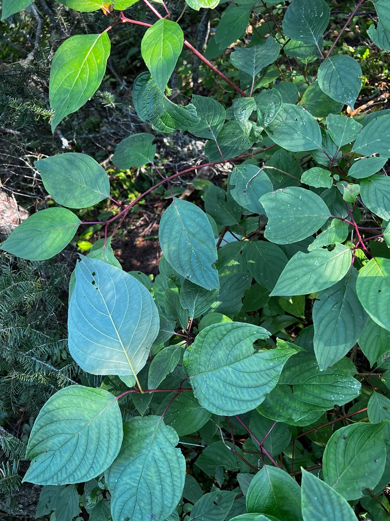 Cornus stolonifera