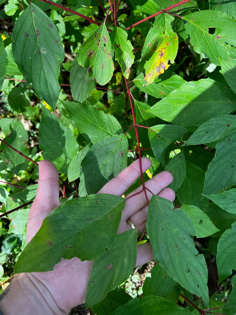 Cornus stolonifera