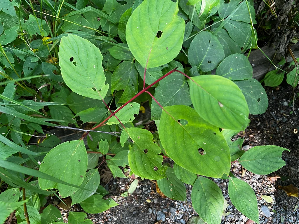 Cornus stolonifera