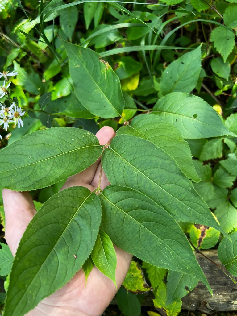 Diervilla Lonicera