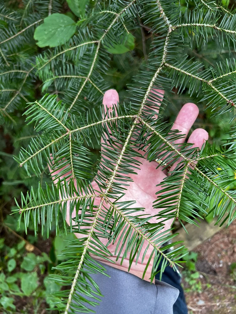 Abies Balsamea