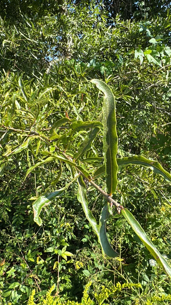 Quercus Phellos