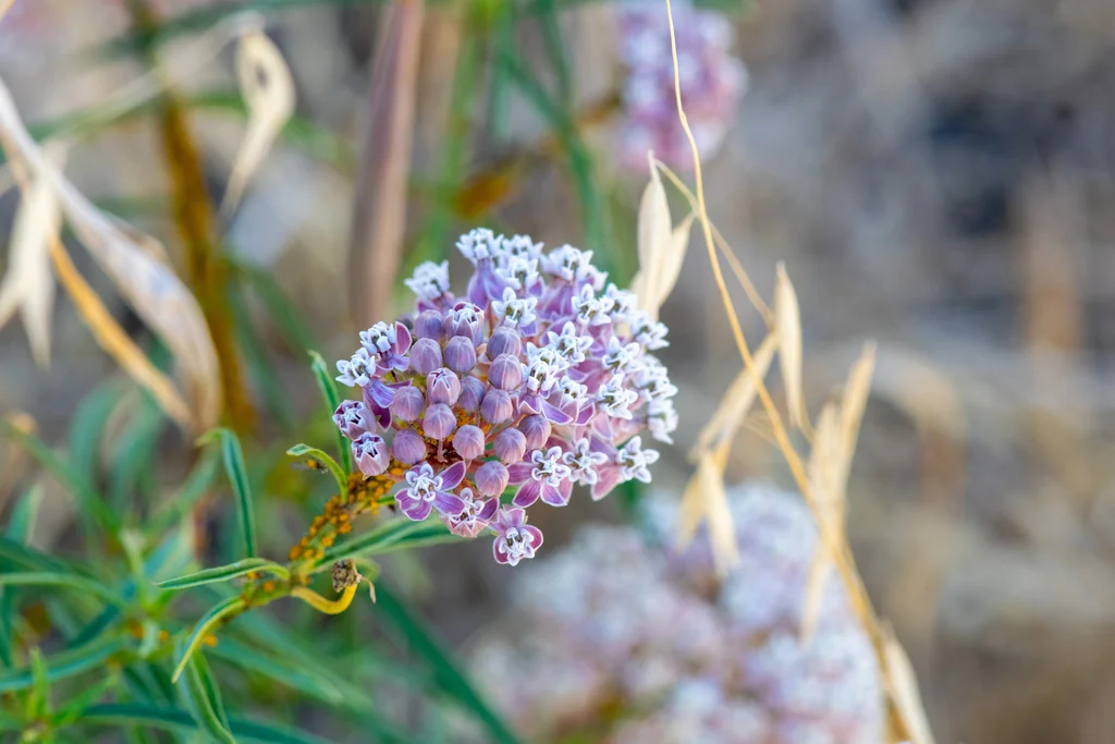 Asclepias Fascicularis