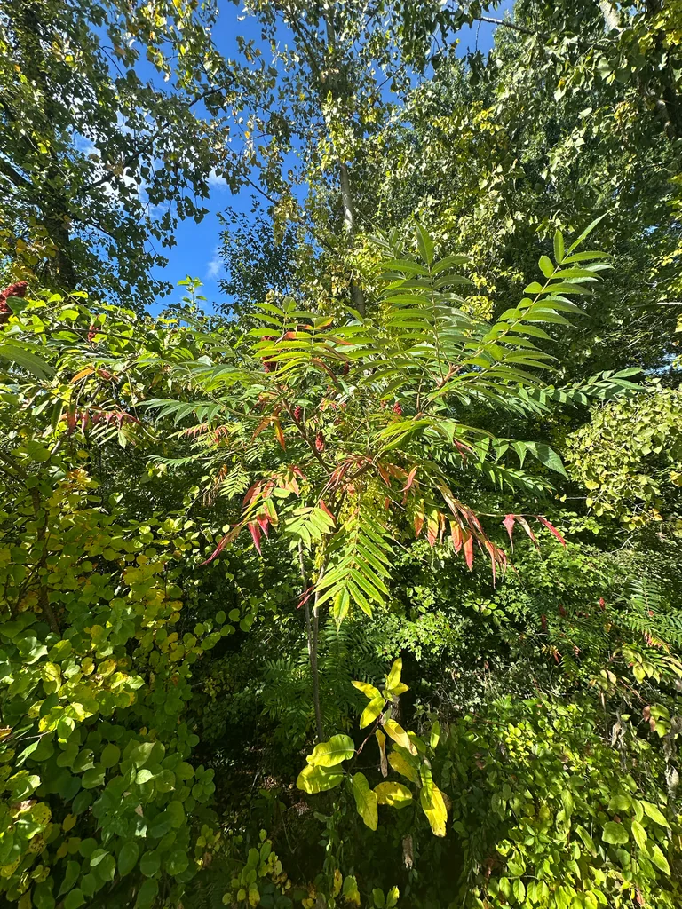 Rhus Typhina