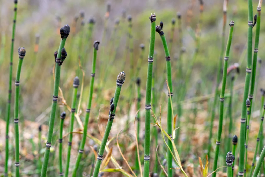 Equisetum Hyemale
