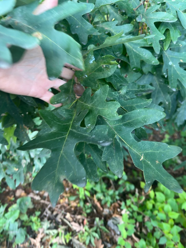 Quercus Alba