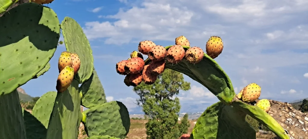 Opuntia Paraguayensis