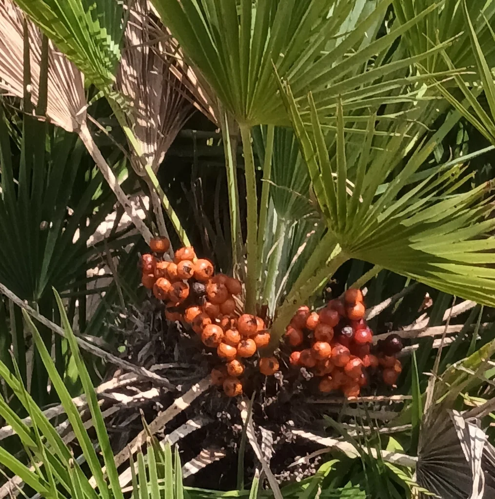 Chamaerops Humilis