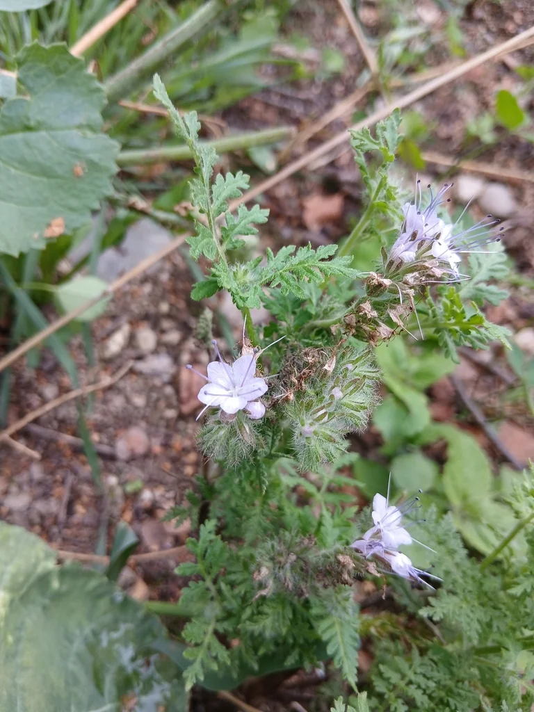 Phacelia Tanacetifolia