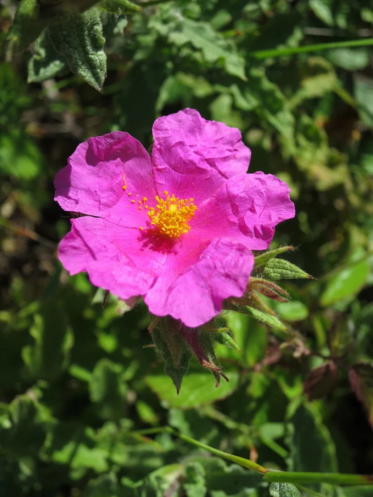 Cistus Crispus
