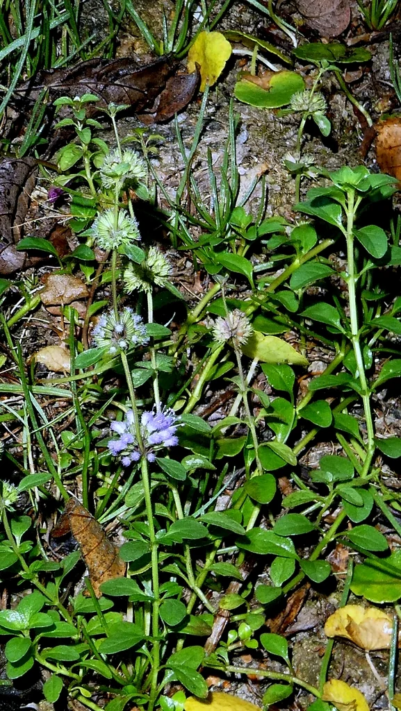 Mentha Pulegium