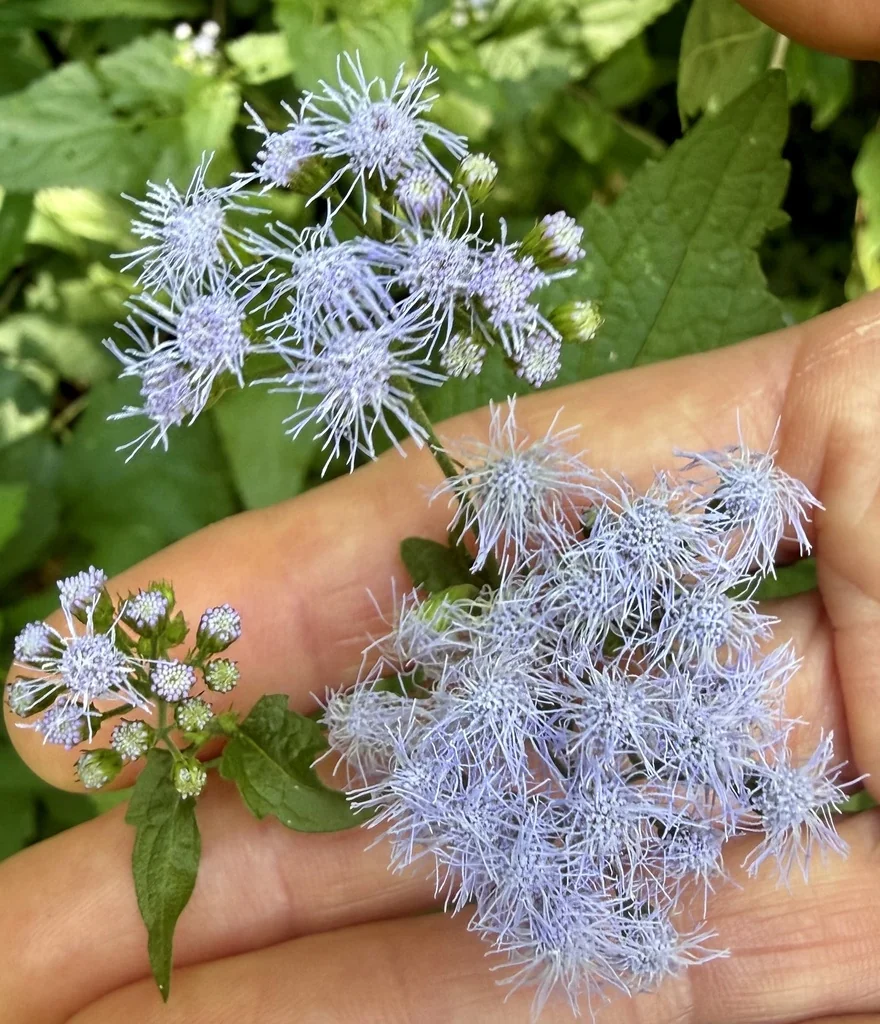 Eupatorium Coelestinum