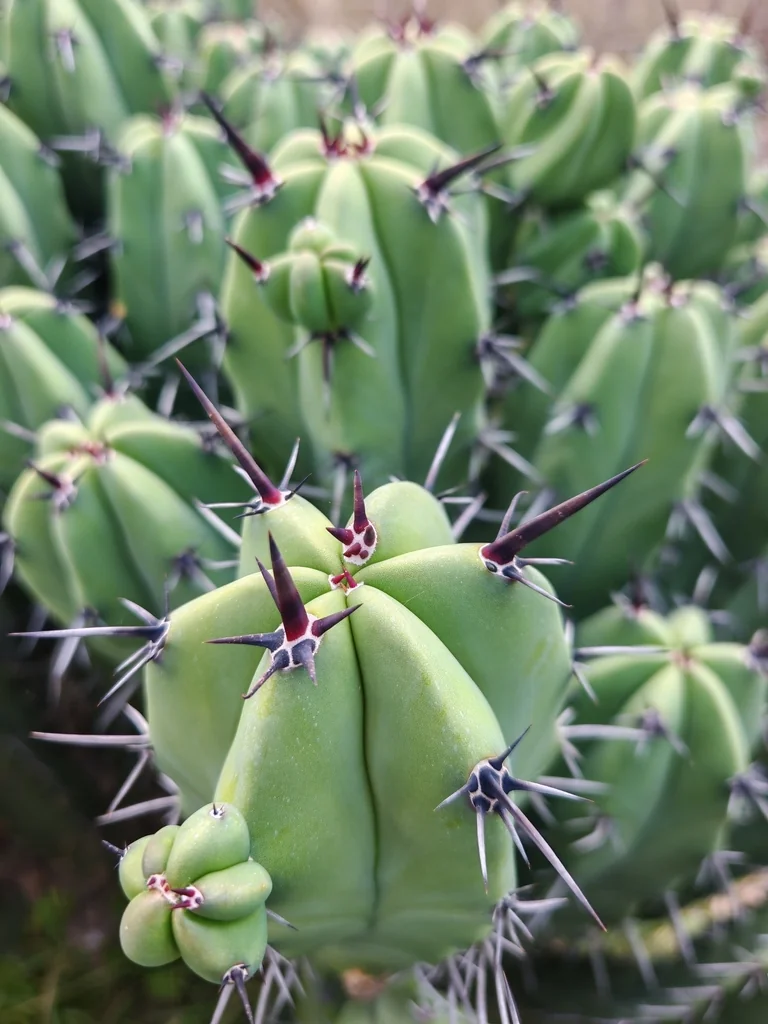 Myrtillocactus Geometrizans